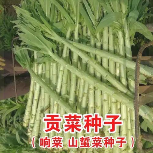 贡菜泡完了不绿是怎么回事呀女子买到加色素贡菜视频种植什么蔬菜最赚钱 汽车之家