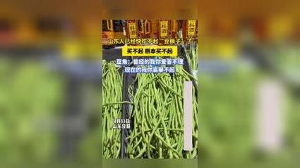 豆橛子和豇豆的区别山东人吃不起豆橛子的原因豆橛子是豇豆吗 汽车1